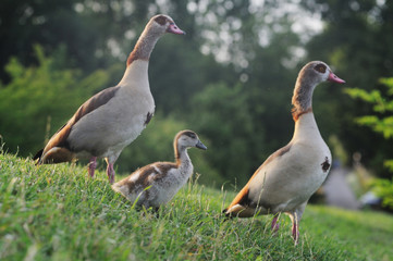 Nilgans