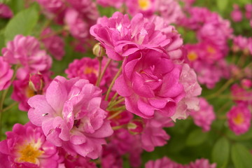 Rambler pink rose Wartburg