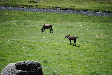 cheval et poney
