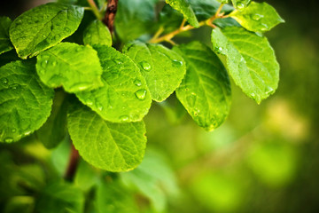 dew drops on a green leaf