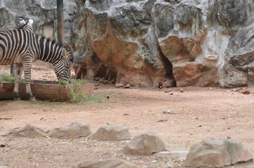 Fototapeta na wymiar zebra / zebra in its natural environment