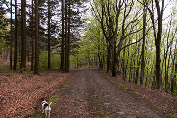 Una strada in bosco con cane che passeggia 