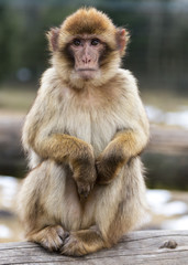 Naklejka na ściany i meble Barbary Macaque
