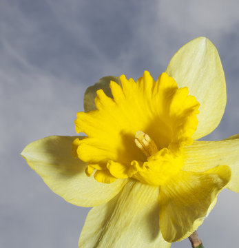 Daffodil in bloom with sky and clouds above