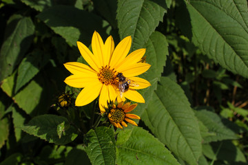 Flower, Helianthus tuberosus, pollination