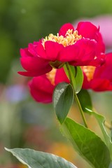 Bl&uuml;te der Pfingstrose / Flower of the Peony