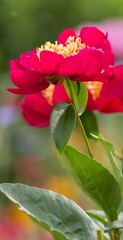 Bl&uuml;te der Pfingstrose / Flower of the Peony