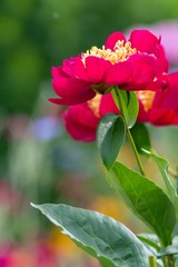 Blüte der Pfingstrose / Flower of the Peony