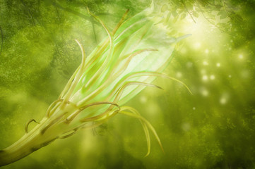 Night Blooming Cereus
