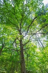 Green summer european forest