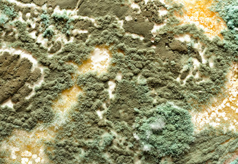 mold on bread, background