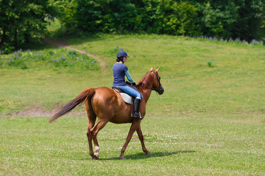 Horserider on the meadow