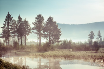 Trees and reeds near the misty lake