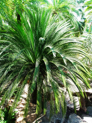 Dwarf Date Palm