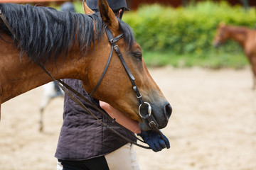 Horserider on the arena