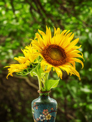 Beautiful sunflower on nature in summer day, selective focus