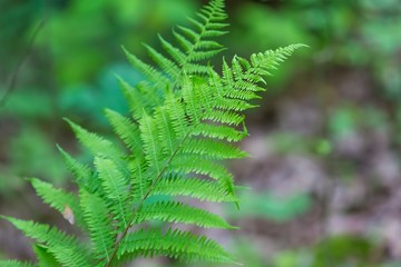 Wild fern growing in forest