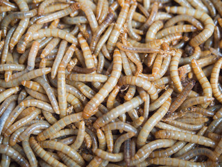 Groups of Mealworm or worms for birds.It is food for pets that eat insects.