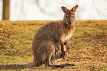 Photo sur Aluminium Kangourou Kangaroo Mother with a Baby