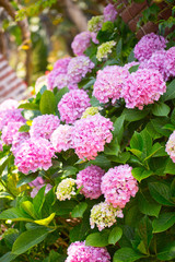 Floral postcard for your design