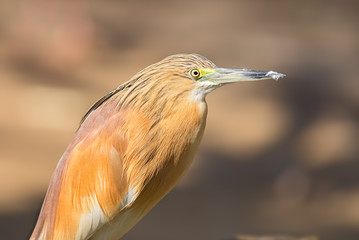 Portrait of  squacco heron
