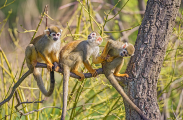 Naklejka premium Common squirrel monkeys on a tree branch