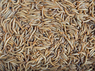 Groups of Mealworm or worms for birds.It is food for pets that eat insects.