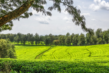 Tea plantation in Ethiopia