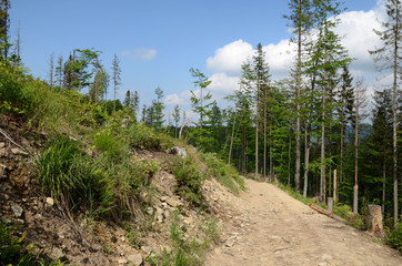 Road in the mountain forest