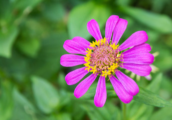 Fototapeta premium pink zinnia elegans flower