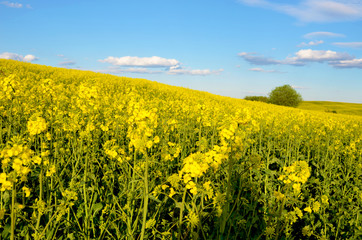 Fototapeta premium Beautiful landscape with lonely bush in yellow rape field and bl