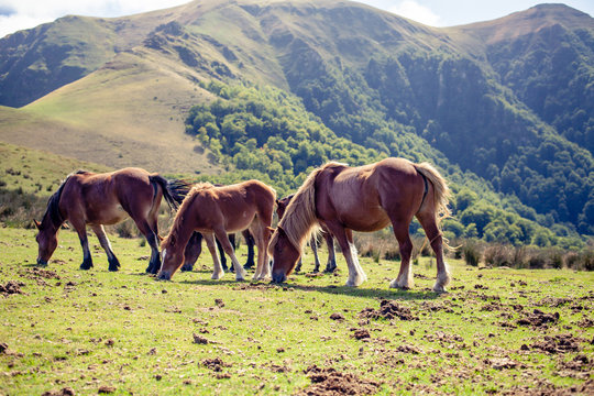 Pottoks - Chevaux basques