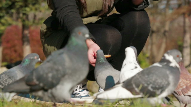 Young Girl Squatting And Feeding Pigeons With Bread.