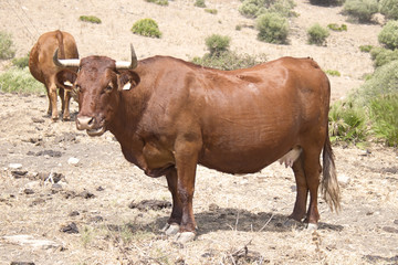 Naklejka na ściany i meble Brown cow in the field