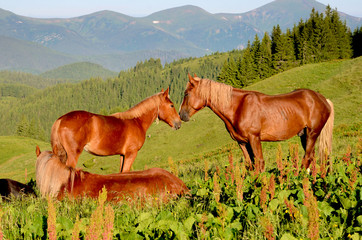 Two horses on pasture touching heads against the backdrop of the