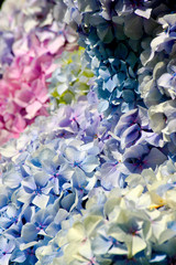 Obraz premium Hortensias
