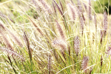 Tall plants bending by the wind.