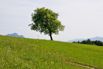 Obraz premium Albero solitario