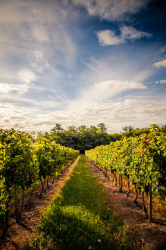 Vignes bordelaises