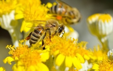 Honey Bee on a Yellow Flower, Nature Abstract