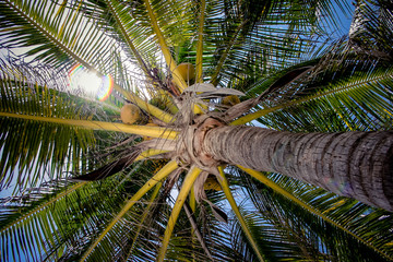 Palmier © Guillaume Louyot