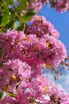 unusually inflorescence by pink color of lagerstroemia indica (crape myrtle, crepe myrtle) against the blue sky