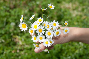 bouquet of daisies over green background