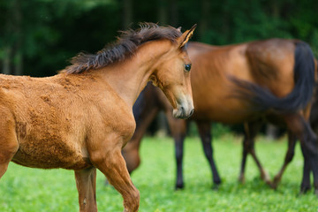 Foal horse with her mother