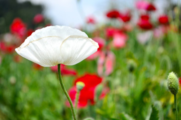White poppy flower in the garden.