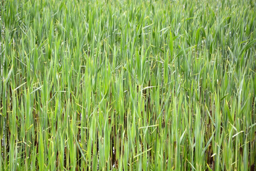 Fresh green young rush as a background