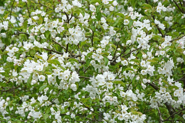 Blooming apple tree at the park. Spring season scene