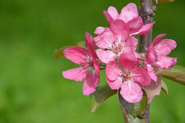 Blooming apple tree at the park. Spring season scene