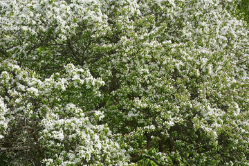 Fototapeta na wymiar Blooming apple tree at the park. Spring season scene