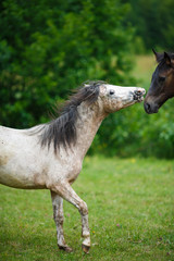 Obraz na płótnie Canvas Foal horse with her mother
